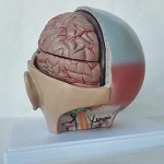 LBYLYH 1: 1 Modell in adulten Gehirn Größe Natur Anatomisches Modell Modell Abnehmbare Schädel Realistische Spielzeug für den Unterricht der Medizin