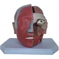 LBYLYH 1: 1 Modell in adulten Gehirn Größe Natur Anatomisches Modell Modell Abnehmbare Schädel Realistische Spielzeug für den Unterricht der Medizin